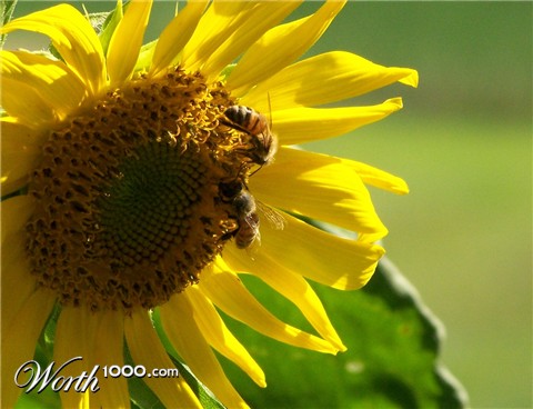 Photography by wildnature