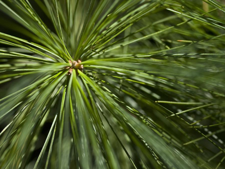 Photography by suram8456 for DesignCrowd (Community Contests) | Design #8948642