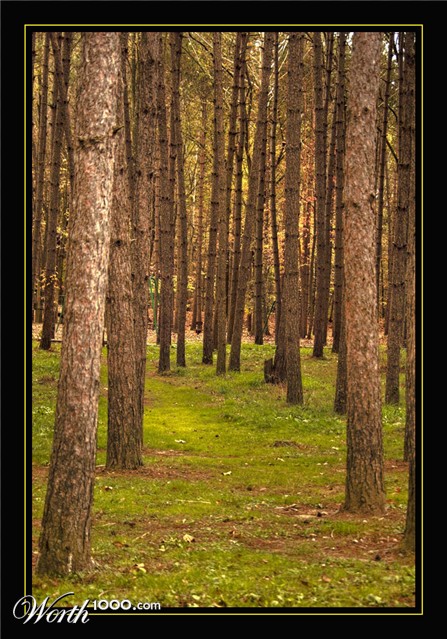 Photography by suram8456