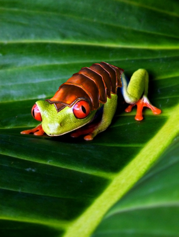 Photoshop Design by Nonian for DesignCrowd (Community Contests) | Design #8946009