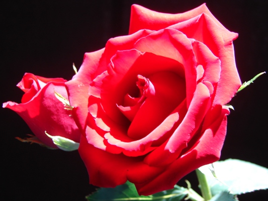 Photography by badina for DesignCrowd (Community Contests) | Design #8947242