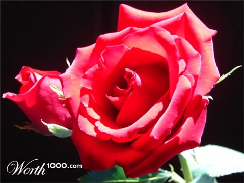 Photography by badina