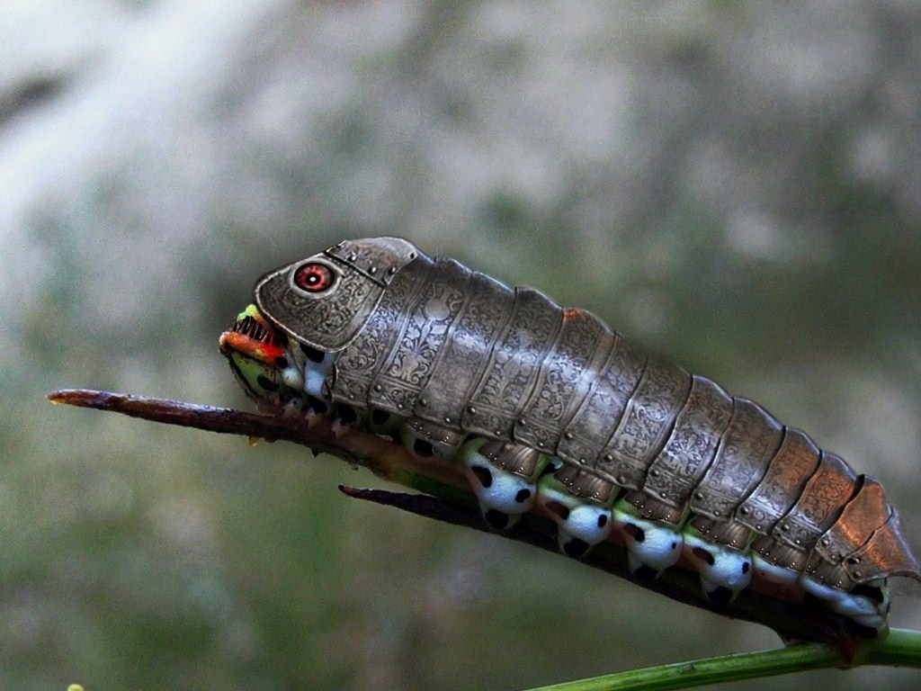 Photoshop Design by Evilmaan for DesignCrowd (Community Contests) | Design #8946019