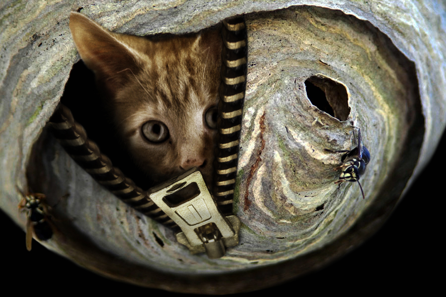 Design Photoshop par YearoftheDragon pour DesignCrowd (Community Contests) | Design #8947708