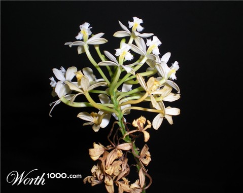 Photography by TRANSCENDENTalMAN