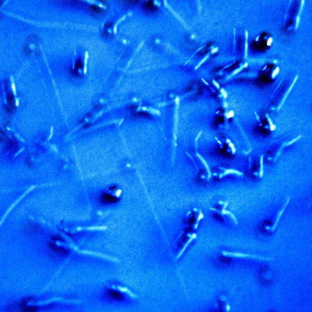 Photographie par northman pour DesignCrowd (Community Contests) | Design #8941043