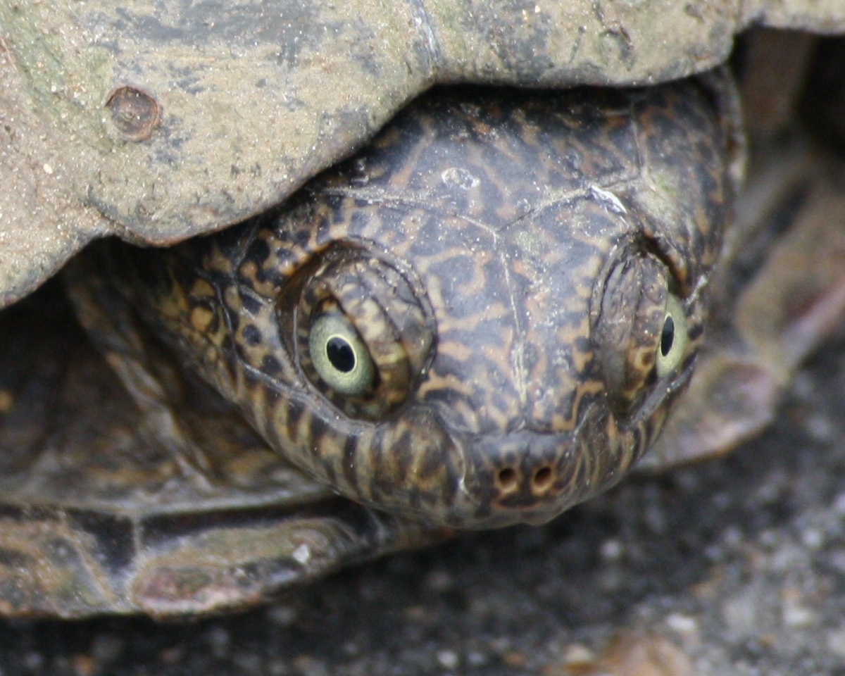 Fotografie von ConQuisTaDor für DesignCrowd (Community Contests) | Design #8945451