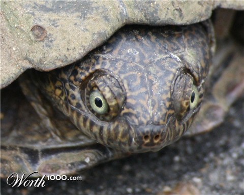 Photography by ConQuisTaDor