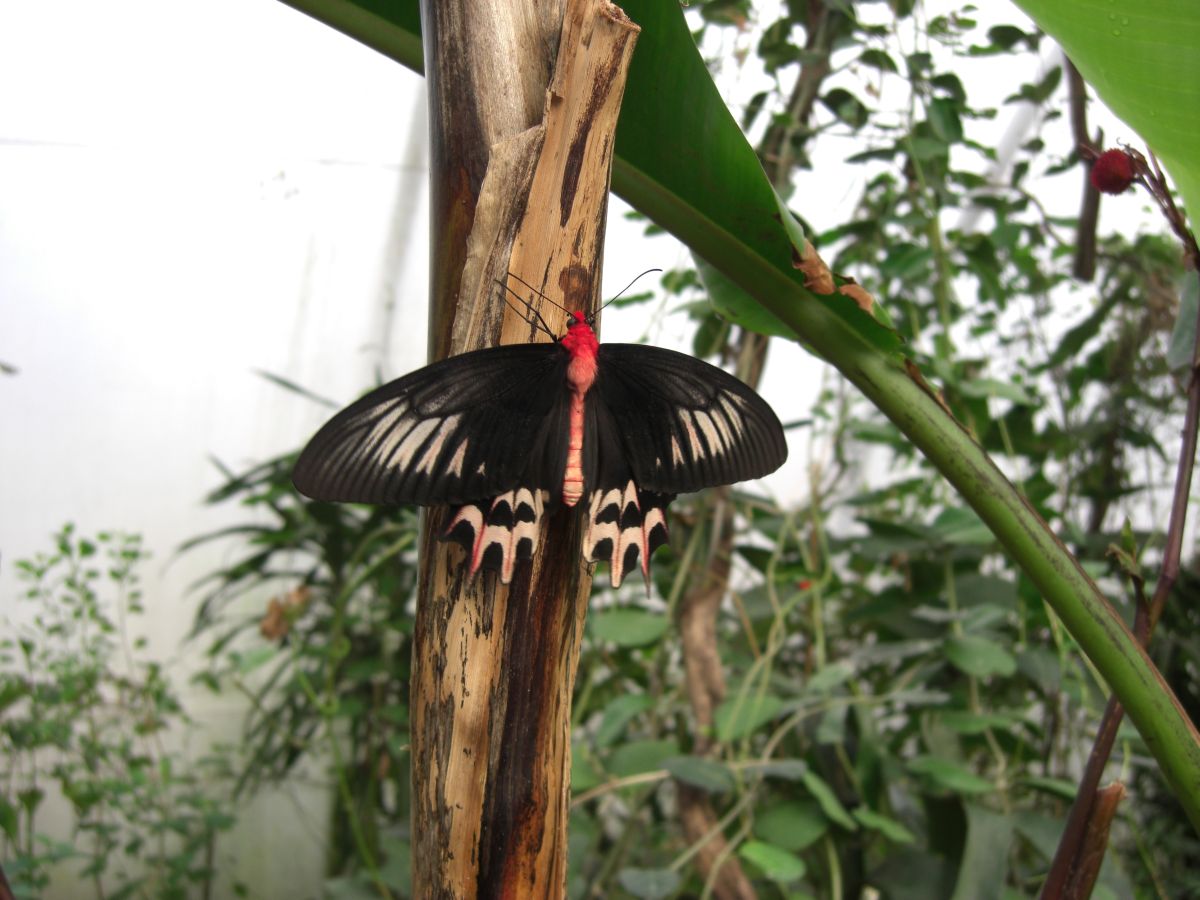 Fotografie von monkeyface88 für DesignCrowd (Community Contests) | Design #8945474