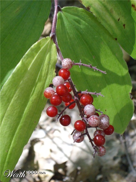 Photography by rmbatzloff