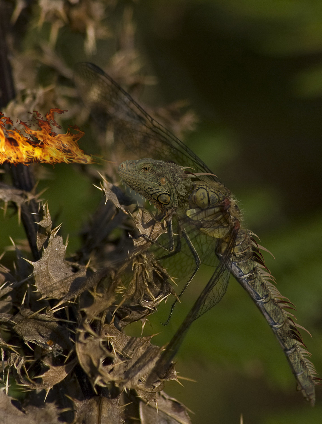 Photoshop Design by mole369 for DesignCrowd (Community Contests) | Design #8945057