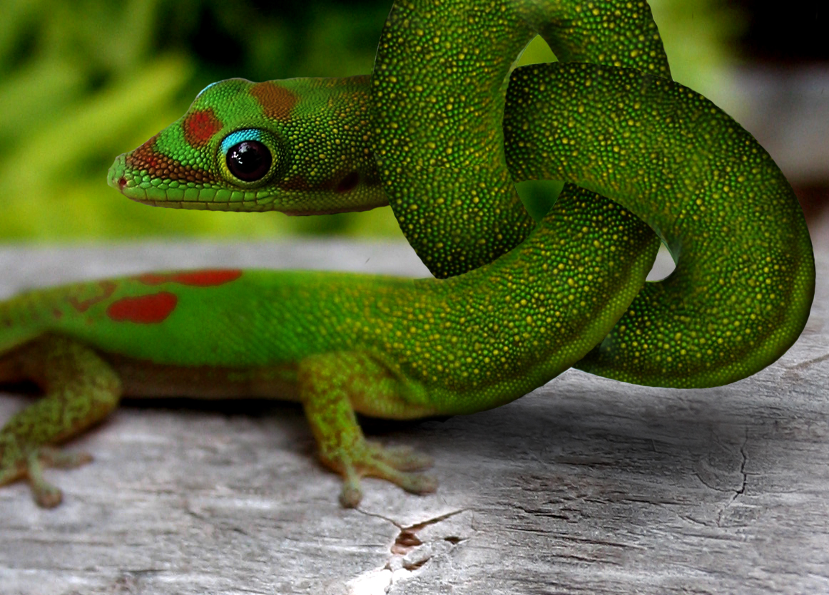 Photoshop Design by Justincorkum7 for DesignCrowd (Community Contests) | Design #8946057