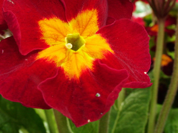 Photography by lazerblade for DesignCrowd (Community Contests) | Design #8945504