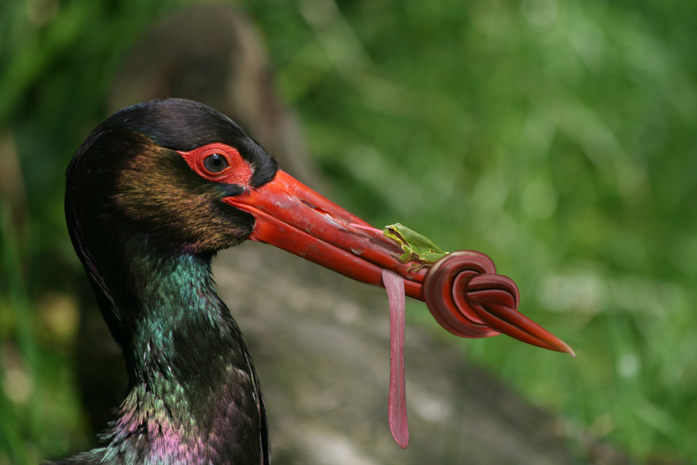 Photoshop Design by bicyclewilli for DesignCrowd (Community Contests) | Design #8946037