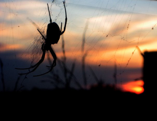 Photographie par brdispatch05 pour DesignCrowd (Community Contests) | Design #8945525