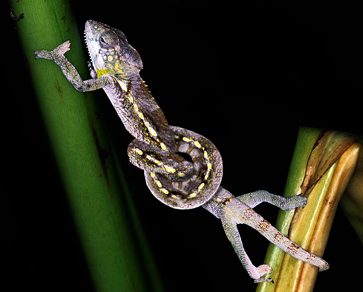 Photoshop Design by urnmns for DesignCrowd (Community Contests) | Design #8946078