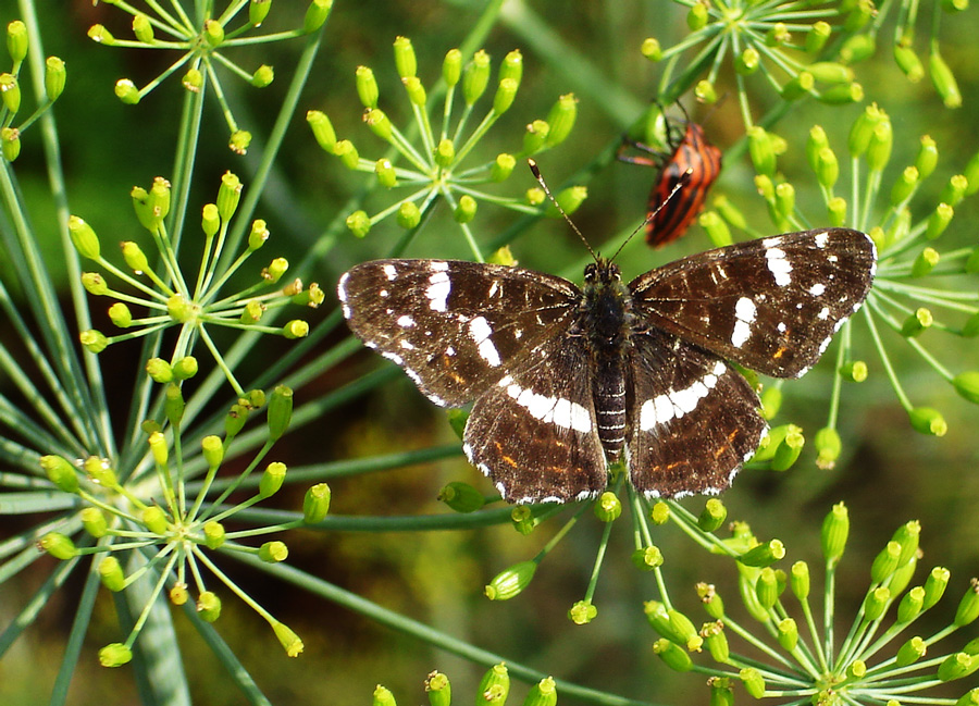 Photography by mangoslushy for DesignCrowd (Community Contests) | Design #8945508