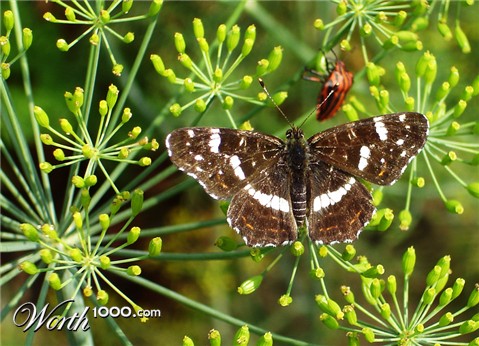 Photography by mangoslushy