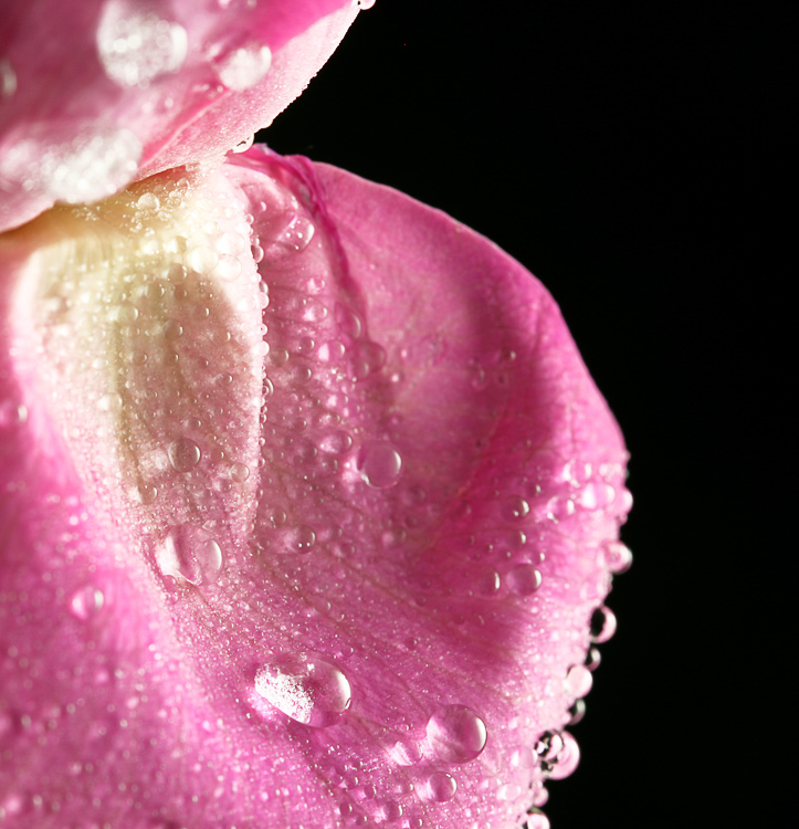 Fotografie von Qofcheez für DesignCrowd (Community Contests) | Design #8945522