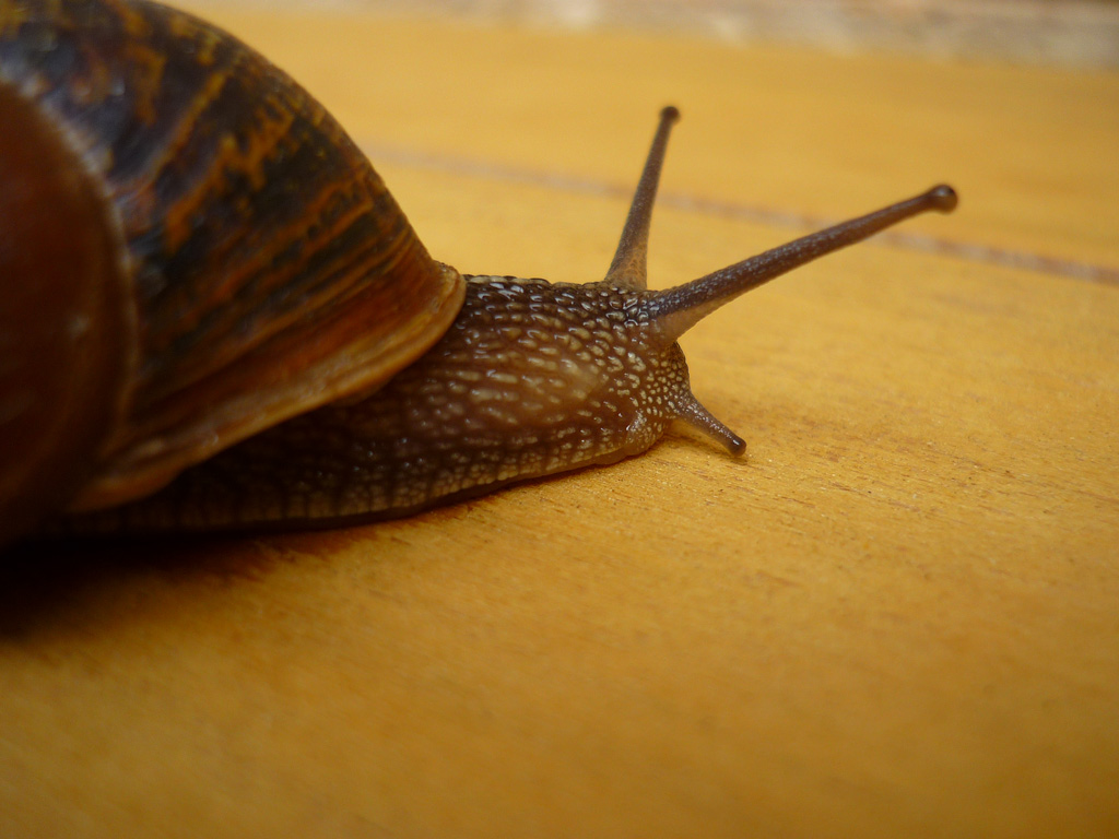 Photography by LovePeaceRainbow for DesignCrowd (Community Contests) | Design #8945544
