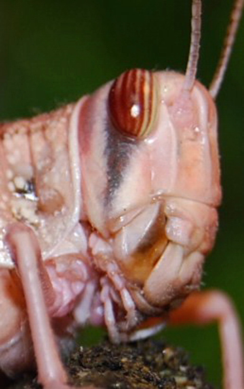 Fotografie von fotofanatic1 für DesignCrowd (Community Contests) | Design #8945649