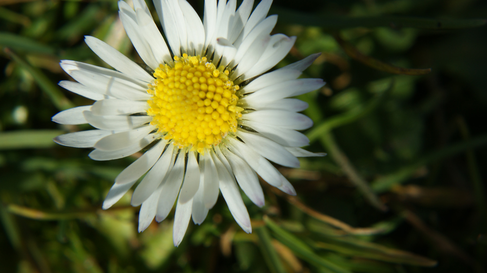 Fotografie von crouchy28 für DesignCrowd (Community Contests) | Design #8945675