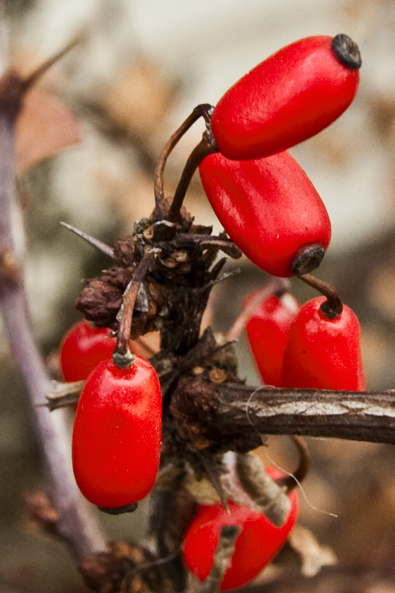 Photographie par ama168 pour DesignCrowd (Community Contests) | Design #8945595