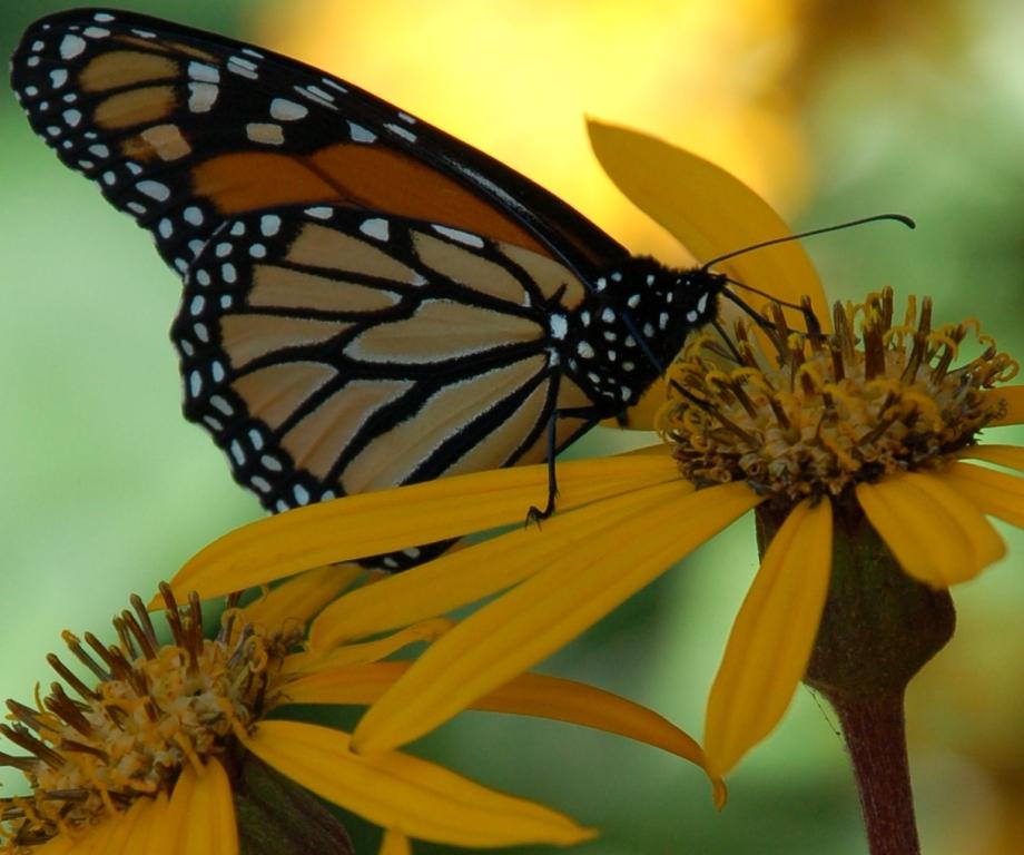 Fotografie von Schanina für DesignCrowd (Community Contests) | Design #8945643