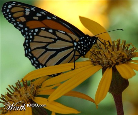 Photography by Schanina