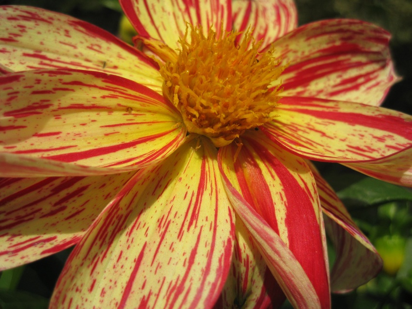 Photography by joshmom for DesignCrowd (Community Contests) | Design #8945700