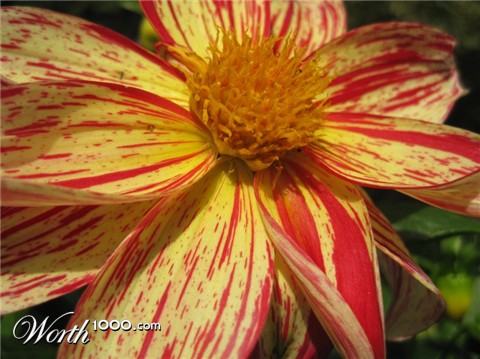 Photography by joshmom