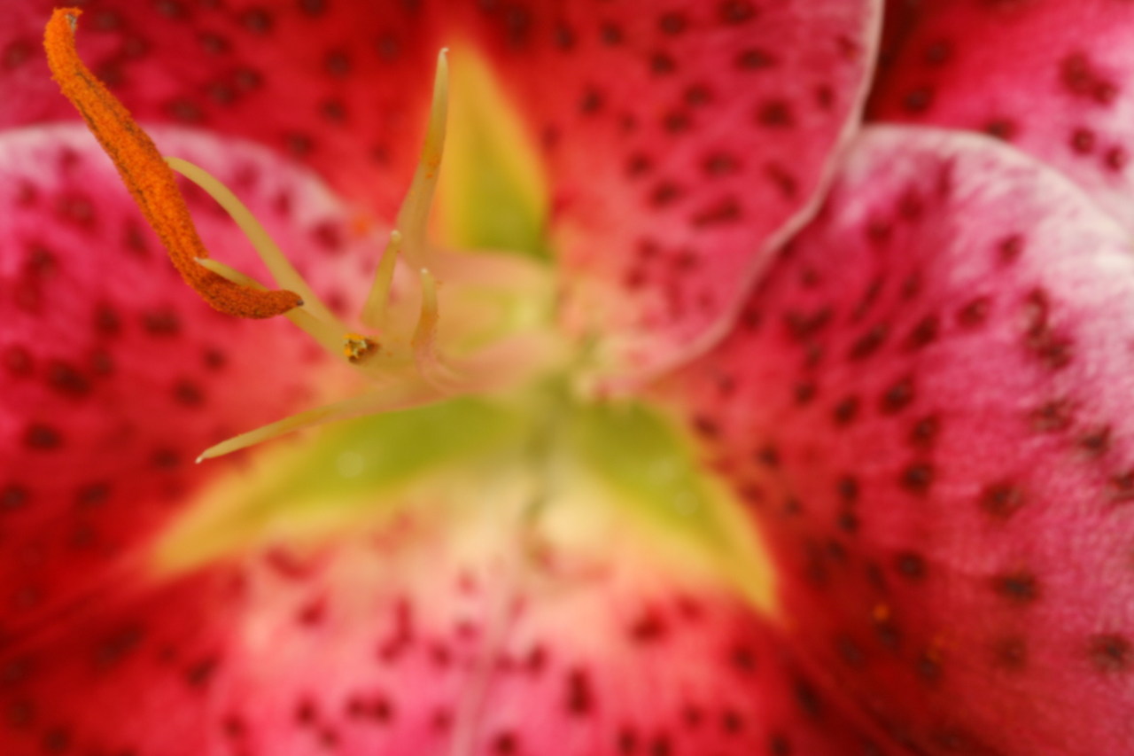 Photography by icanimagine for DesignCrowd (Community Contests) | Design #8946425