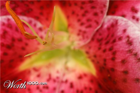Photography by icanimagine