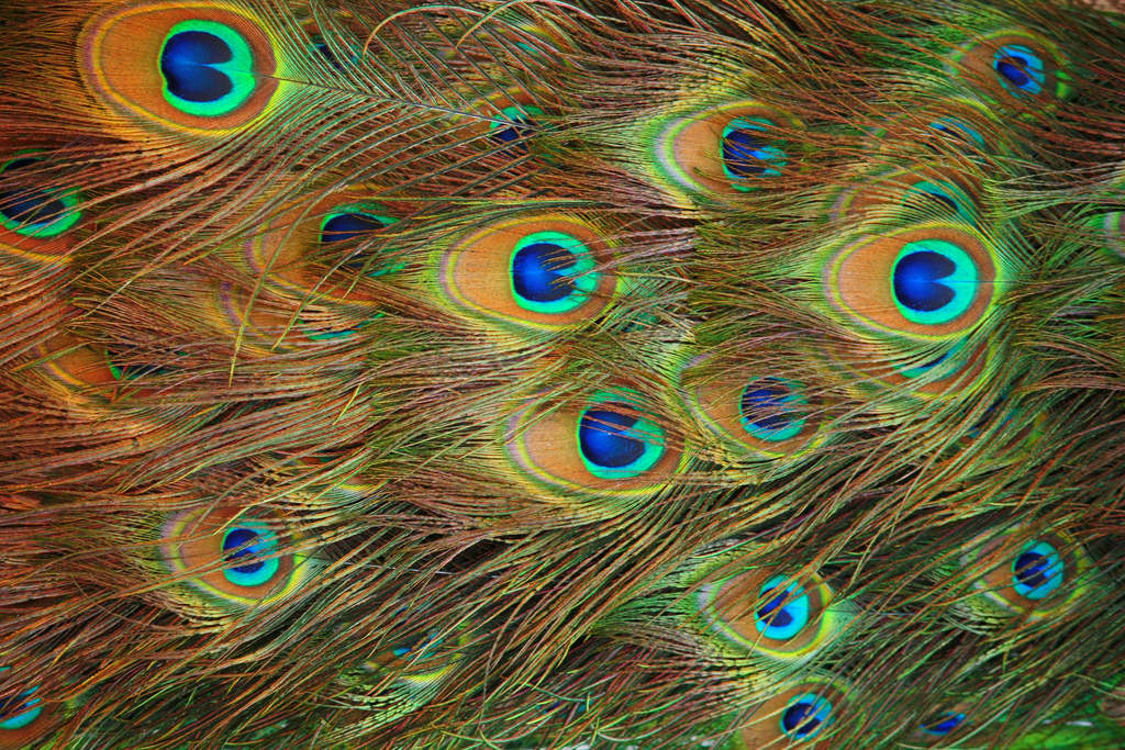 Fotografie von jaredb93max für DesignCrowd (Community Contests) | Design #8945822