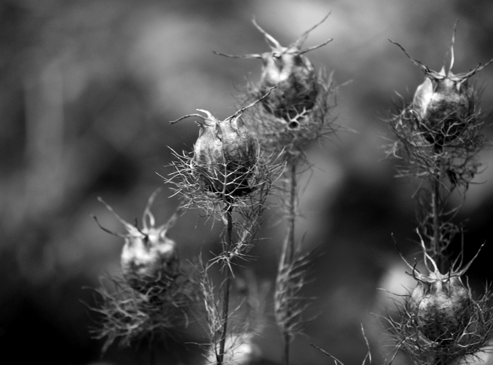 Photography by redcats for DesignCrowd (Community Contests) | Design #8946473