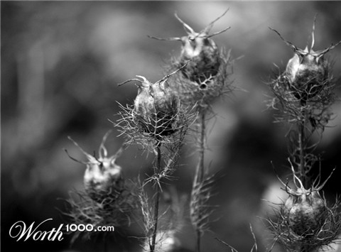 Photography by redcats