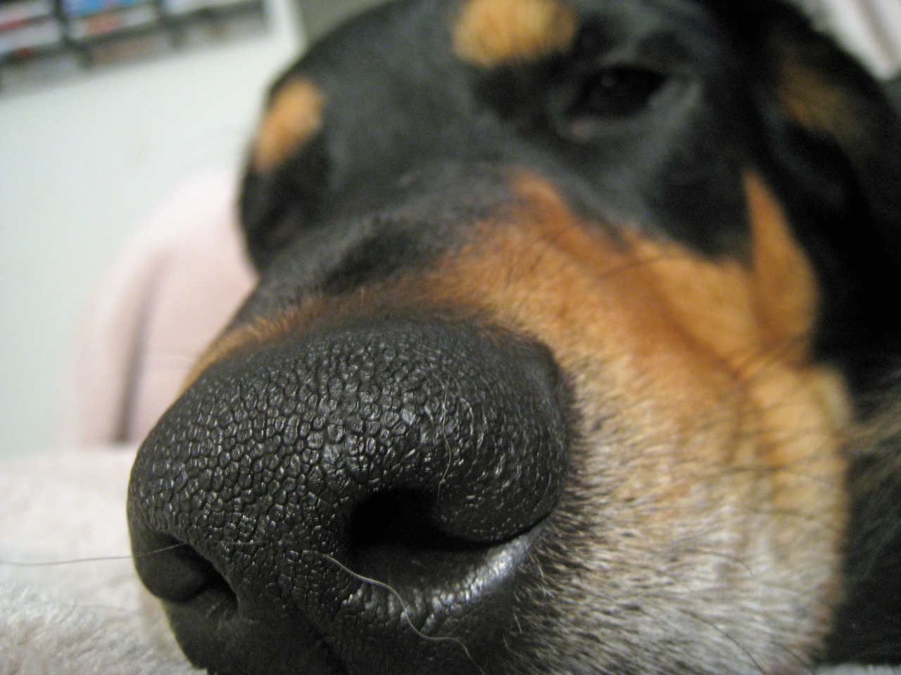 Photographie par animalluvr13 pour DesignCrowd (Community Contests) | Design #8945903