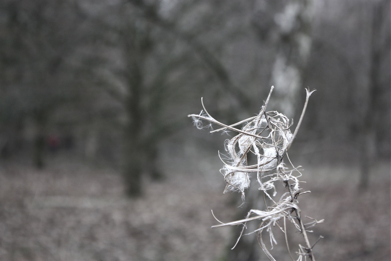 Photographie par tHillbilly pour DesignCrowd (Community Contests) | Design #8946478