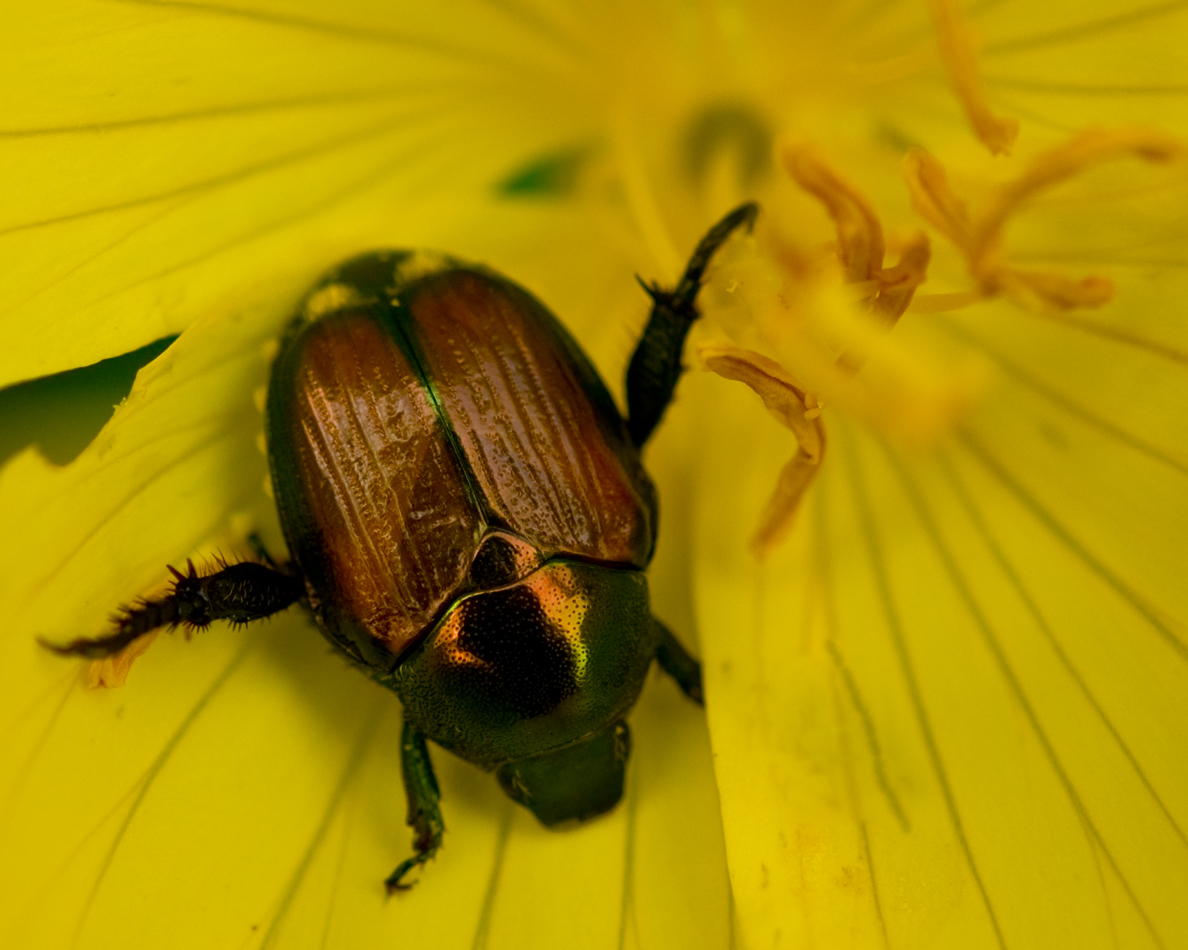 Photography by Snakeyesman for DesignCrowd (Community Contests) | Design #8945912