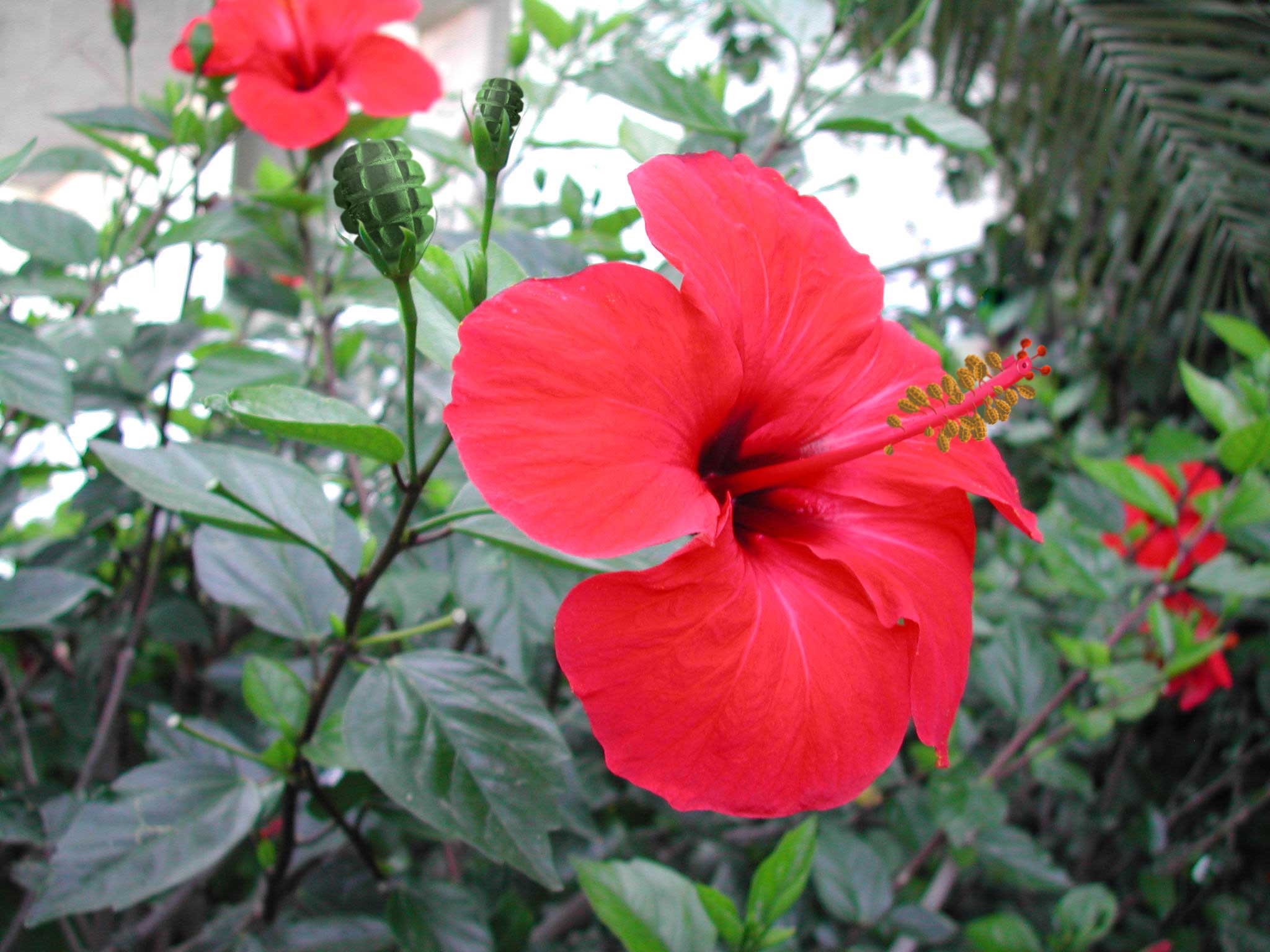 Design Photoshop par Dreamsprite pour DesignCrowd (Community Contests) | Design #8943851