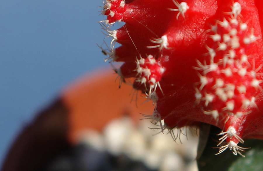 Photography by ljvgtj for DesignCrowd (Community Contests) | Design #8946532