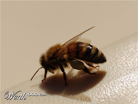 Photography by Fridgecritter