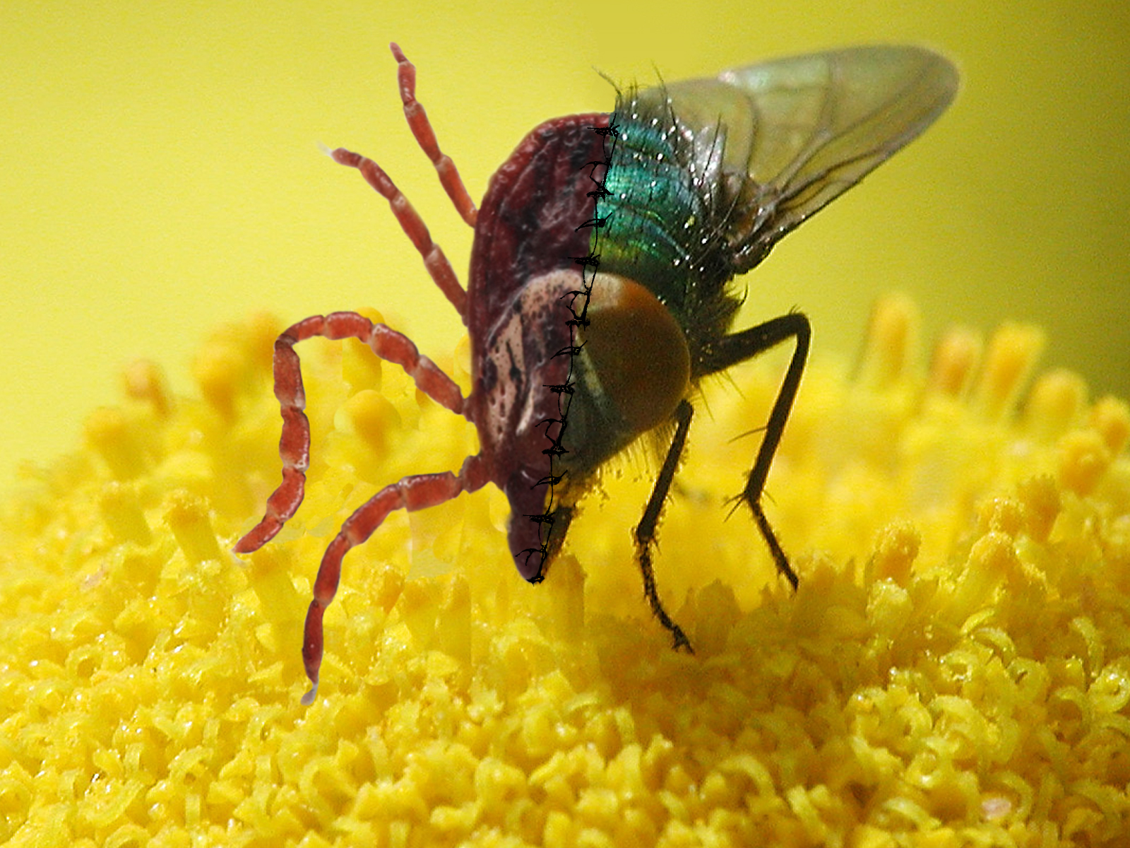 Photoshop Design by Menmar for DesignCrowd (Community Contests) | Design #8942978