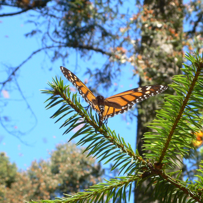 Photography by sausirhi for DesignCrowd (Community Contests) | Design #8946700