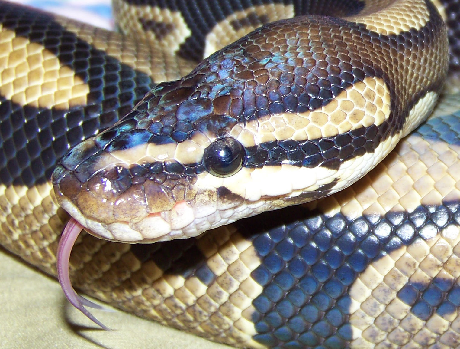 Photography by Mydonna for DesignCrowd (Community Contests) | Design #8945870