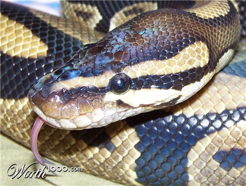 Photography by Mydonna