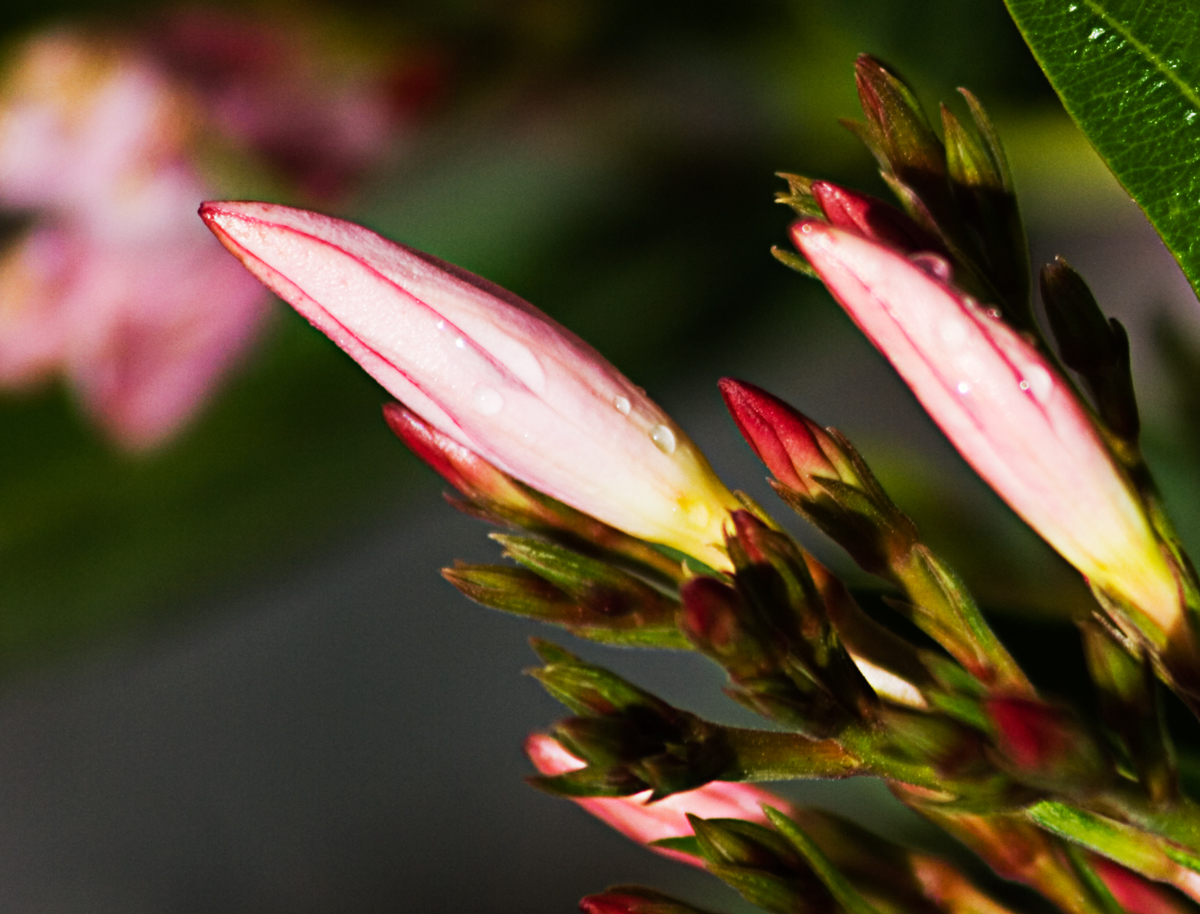 Photography by JHTheisen for DesignCrowd (Community Contests) | Design #8945923