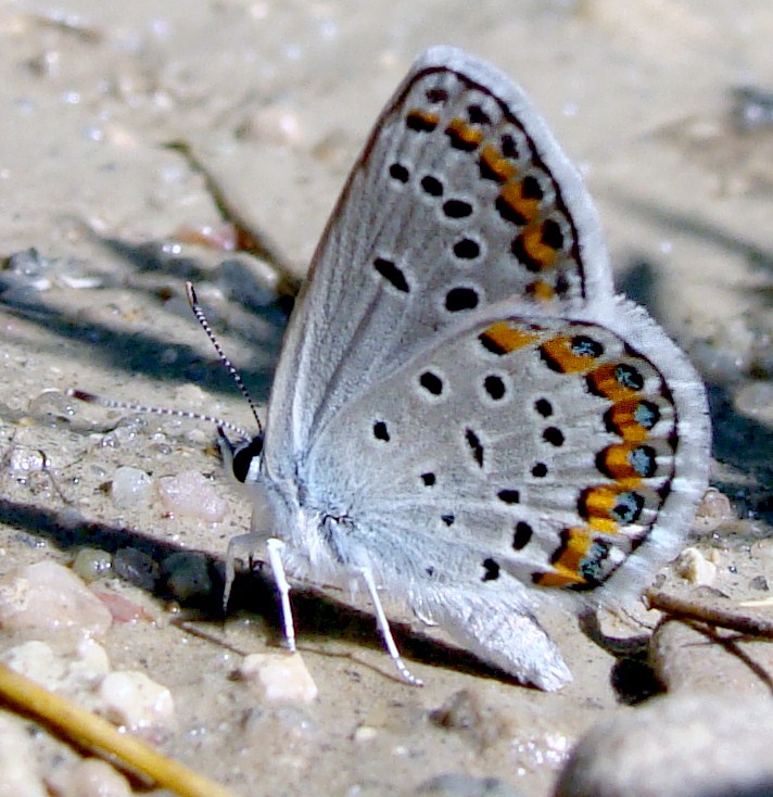 Fotografía por CarissaLynn para DesignCrowd (Community Contests) | Diseño #8945887