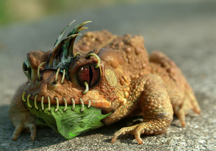 Design Photoshop par Justincorkum7 pour DesignCrowd (Community Contests) | Design #8943038