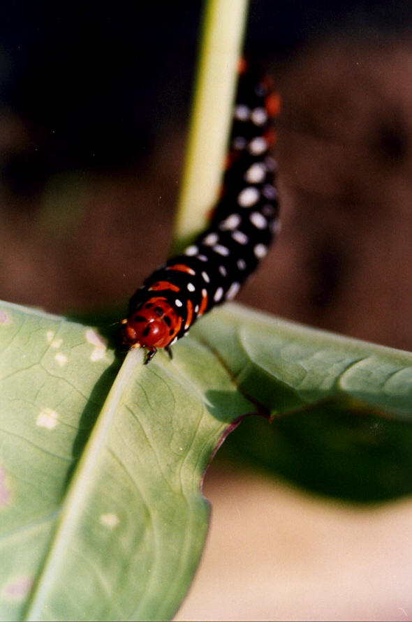 Photography by vgmn1956 for DesignCrowd (Community Contests) | Design #8945728